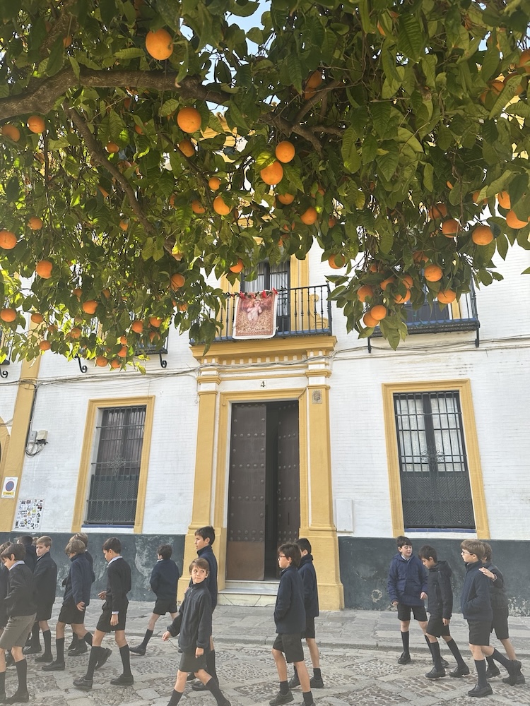 Ulice Andaluzije in pomarančevci