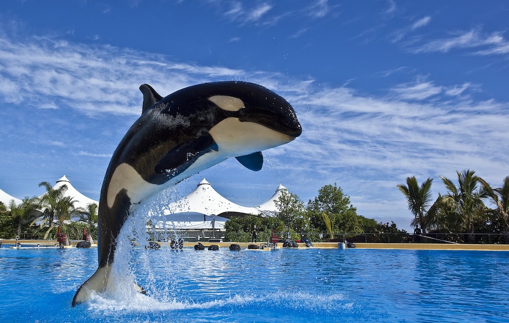 Tenerife loro parque cover