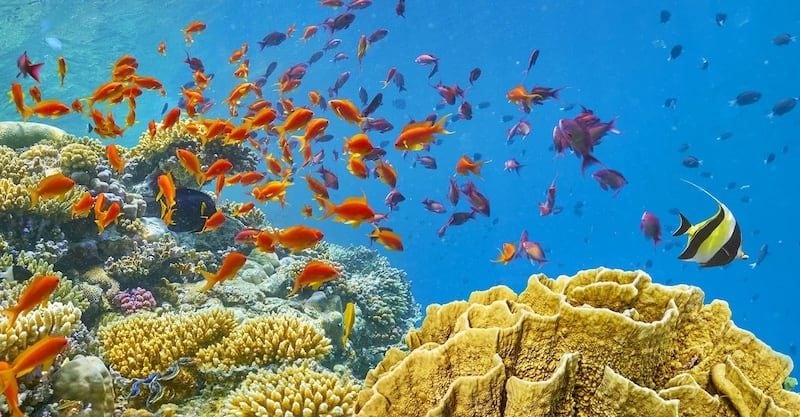 Egipt Hurgada podvodni svet