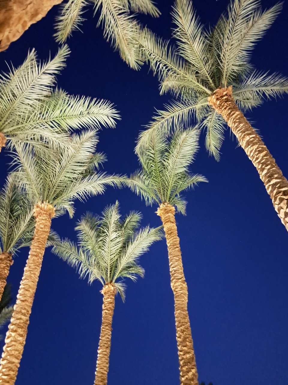 https://pocitnice.si/assets/images/content/Egipt_palme.jpeg