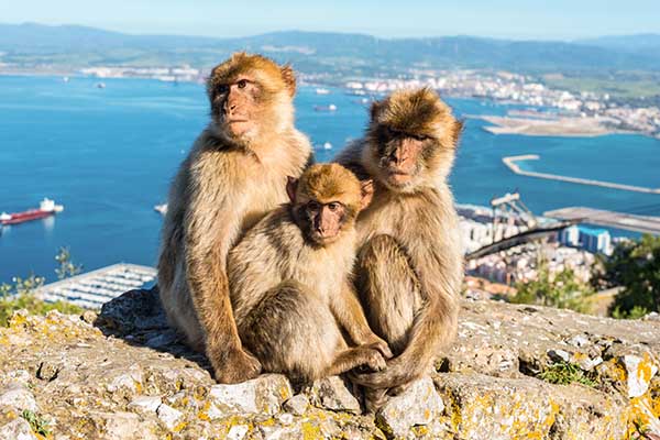 Barbarski makaki na Gibraltarski skali – priljubljena znamenitost Gibraltarja
