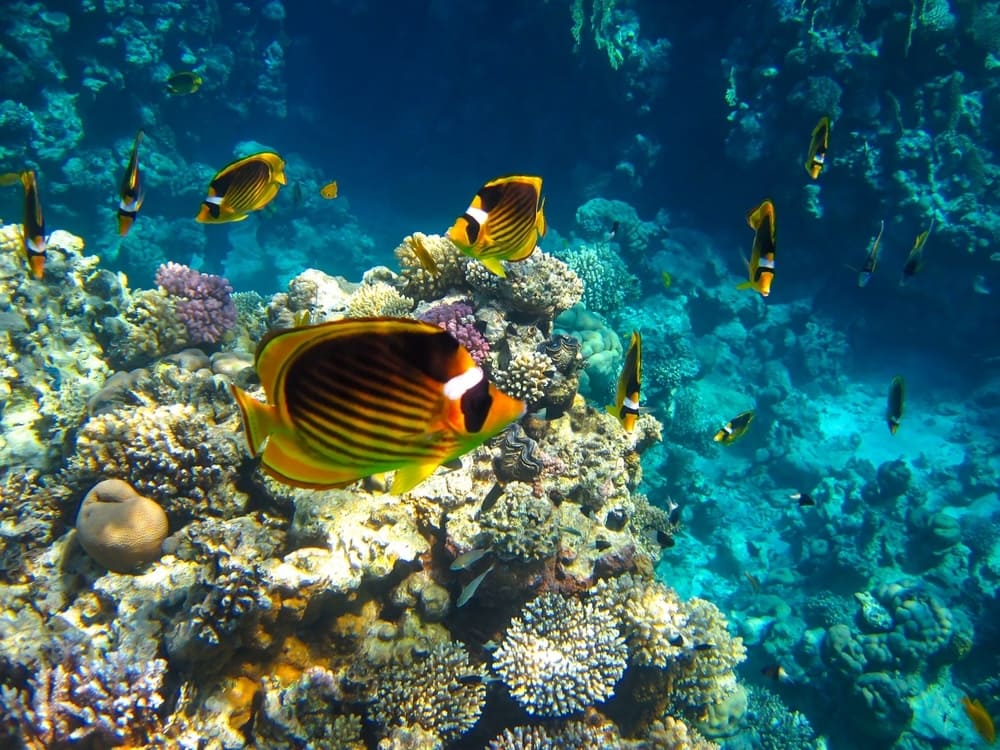 https://pocitnice.si/assets/images/content/Sharm-Koralni-greben.jpg