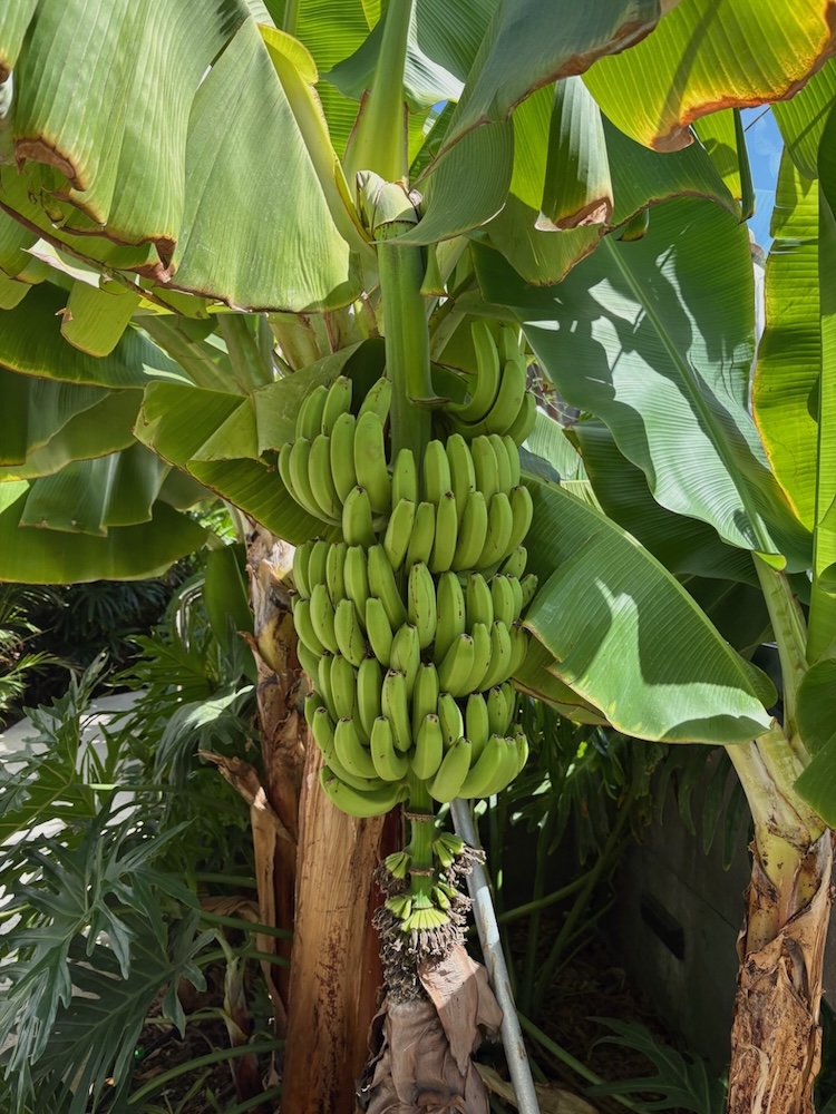 Nasad banan v zeleni pokrajini na severu Tenerifov