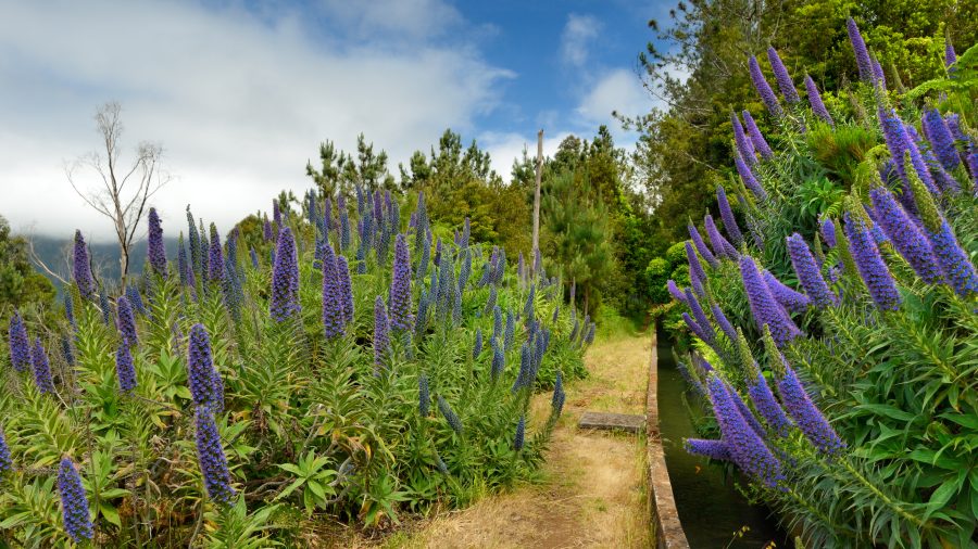 Levada Fajã do Rodrigues Madeira – levada s tuneli in razgledom na dolino São Vicente