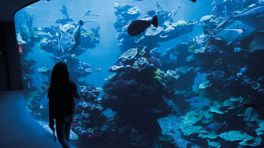 Otroci opazujejo ribe v razdelku The Big Blue v Palma Aquarium na Mallorci.