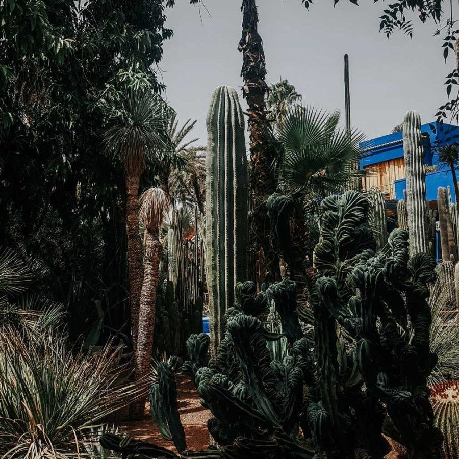 Jardin Majorelle modri vrt v Marakešu