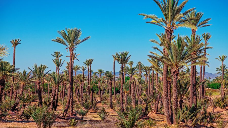 Palmeraie Marakeš – oaza palm