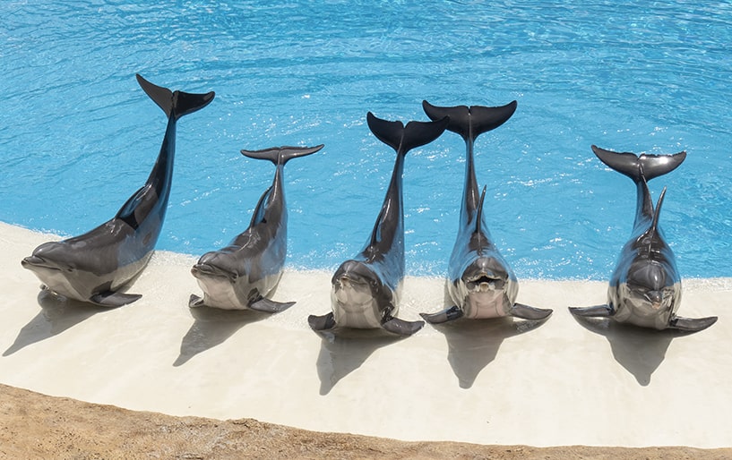 Delfini v Loro Parque na Tenerifu