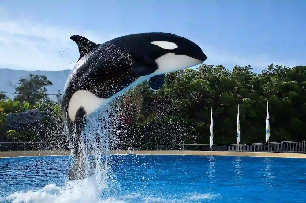 Orke v Loro Parque Tenerife