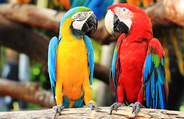 Pisane papige v Loro Parque Tenerife