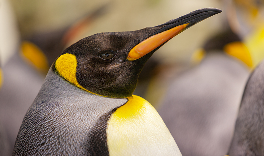 Planet Penguin in pingvini v Loro Parque Tenerife
