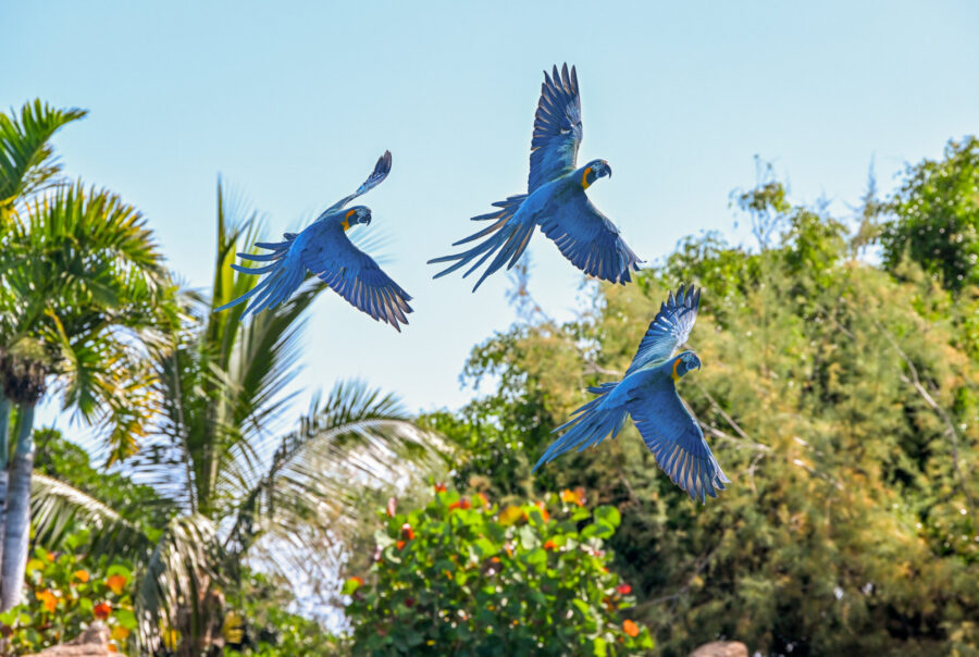 Katandra Treetops in tropske ptice v Loro Parque